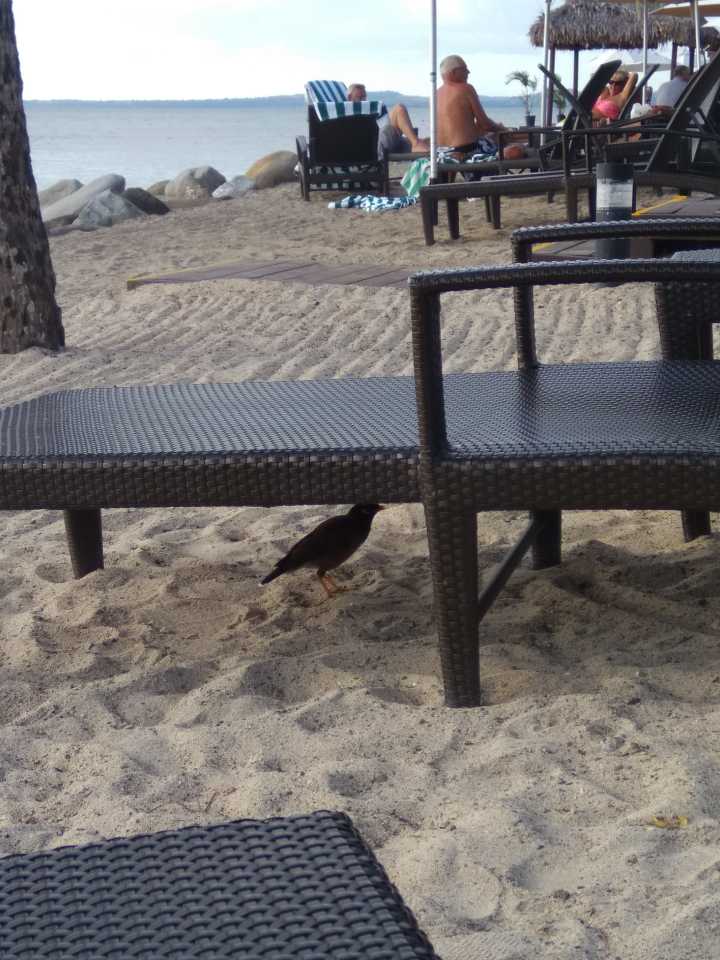 斐济这个国家怎么样,斐济免签哪些国家