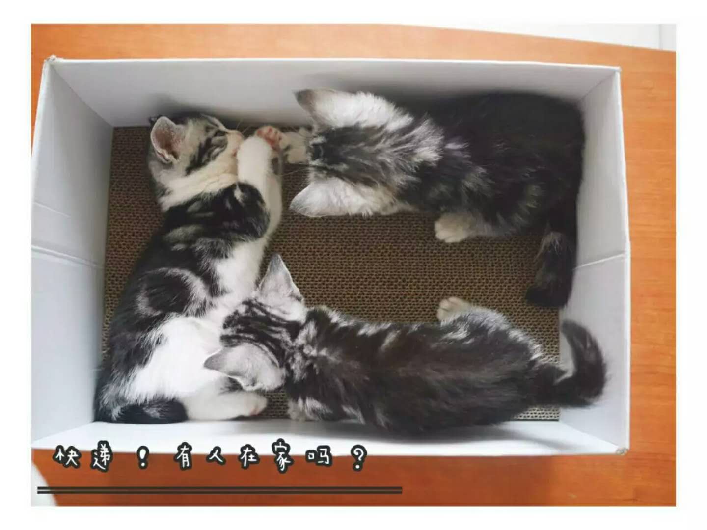 猫妈妈生小猫咪的全程,猫咪生小猫怎么护理小猫