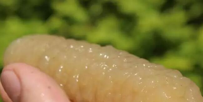 你知道世界上的鱼类有多少个,你知道的海底世界有多少种鱼