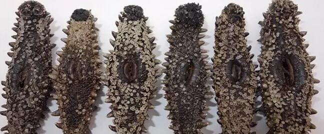 你知道世界上的鱼类有多少个,你知道的海底世界有多少种鱼