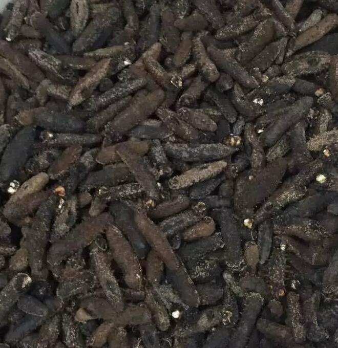 你知道世界上的鱼类有多少个,你知道的海底世界有多少种鱼