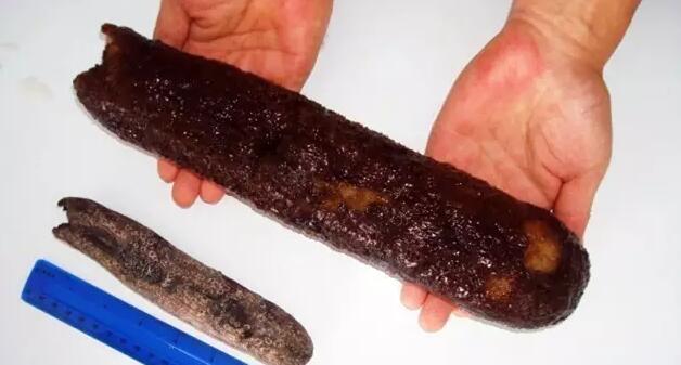 你知道世界上的鱼类有多少个,你知道的海底世界有多少种鱼