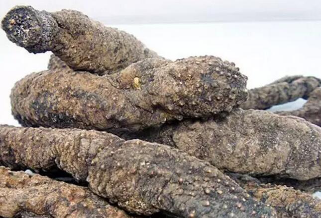 你知道世界上的鱼类有多少个,你知道的海底世界有多少种鱼