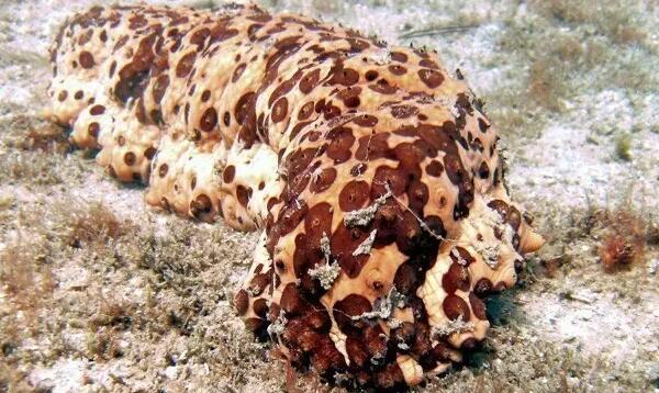 你知道世界上的鱼类有多少个,你知道的海底世界有多少种鱼