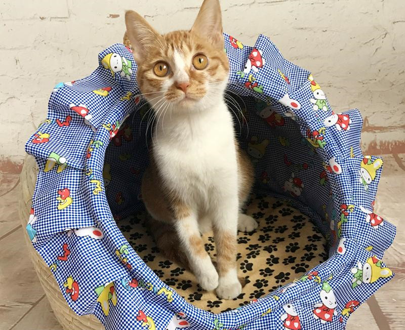 喵咪怀孕了咋一直叫,主子怀孕猫咪的反应