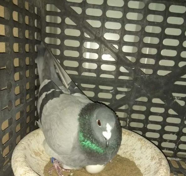 给幼鸽喂蛋小米,幼鸽生长丸1天喂几粒