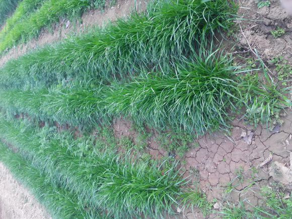 养羊人懂得这十个道理就会赚钱,养羊掌握5个要点想不赚钱都难