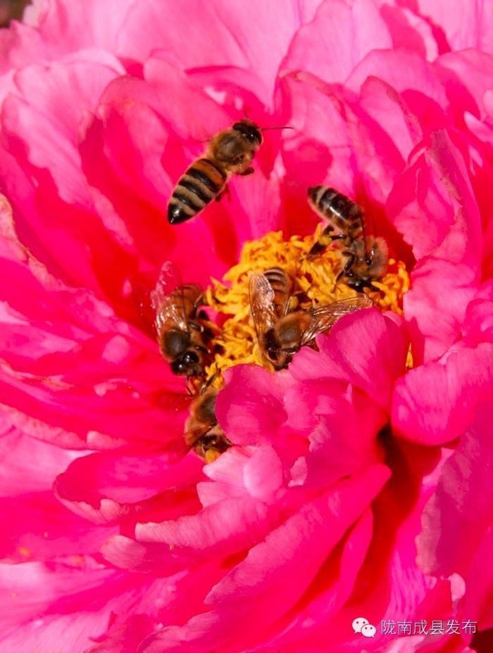 成县二郎牡丹花开,陇南成县花开