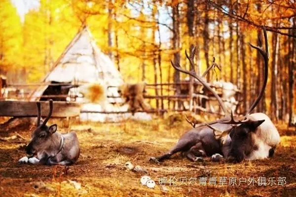 呼伦贝尔旅游自由行攻略,第一次呼伦贝尔自由行