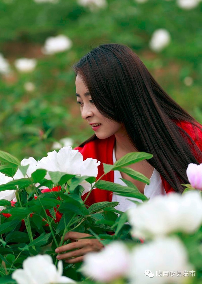 成县二郎牡丹花开,陇南成县花开