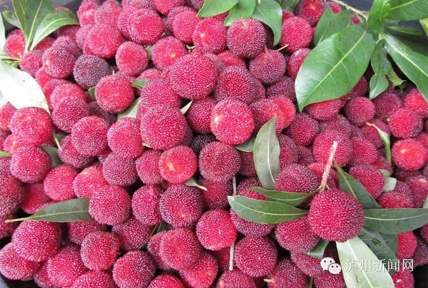 泸州哪些地方可以摘草莓,贵阳摘草莓摘桑葚摘樱桃地方