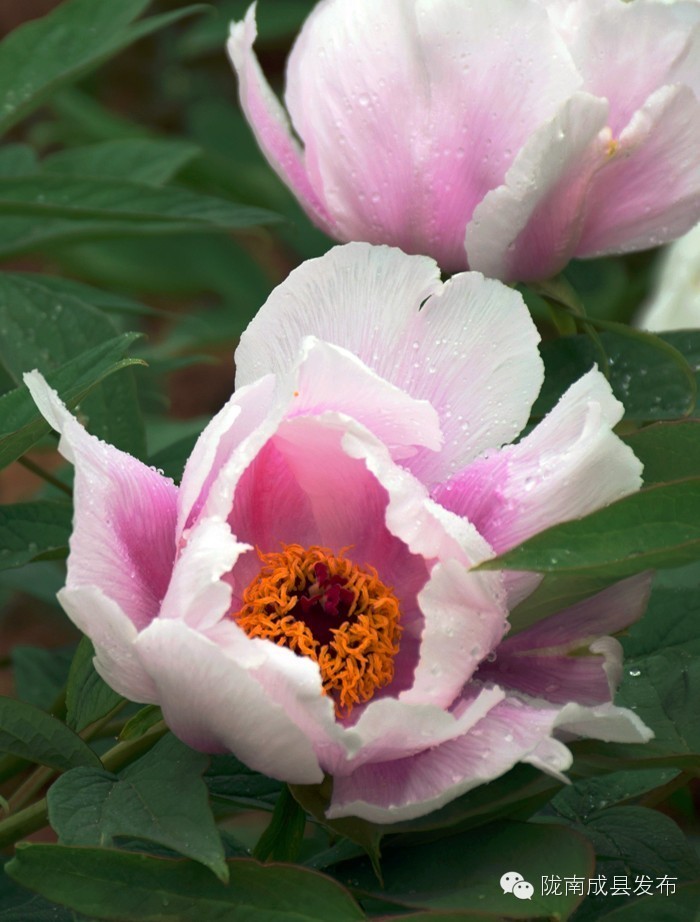 成县二郎牡丹花开,陇南成县花开