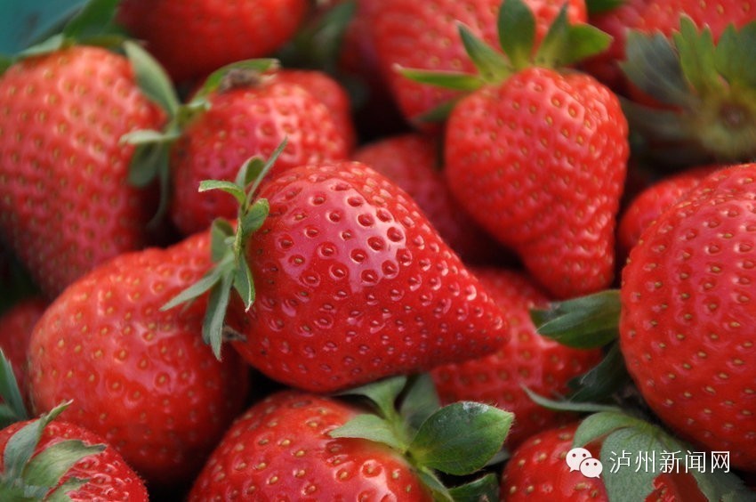 泸州哪些地方可以摘草莓,贵阳摘草莓摘桑葚摘樱桃地方