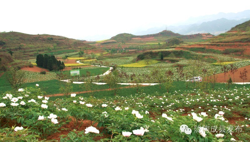 成县二郎牡丹花开,陇南成县花开