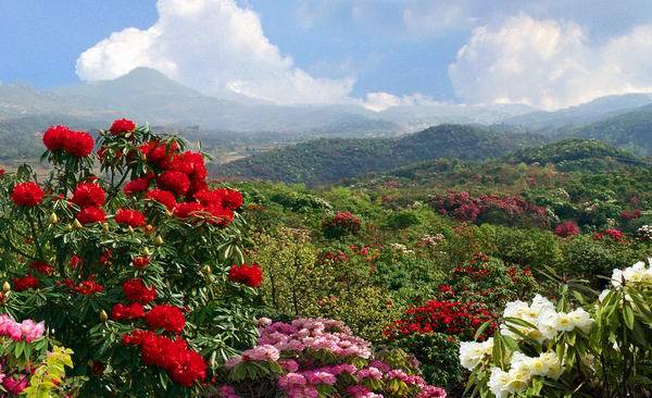 贵州景区免费100天游玩攻略大全,2022五一贵州免费的旅游景点