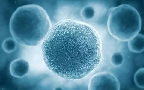 上海细胞治疗集团做核酸,上海细胞治疗集团储存免疫细胞