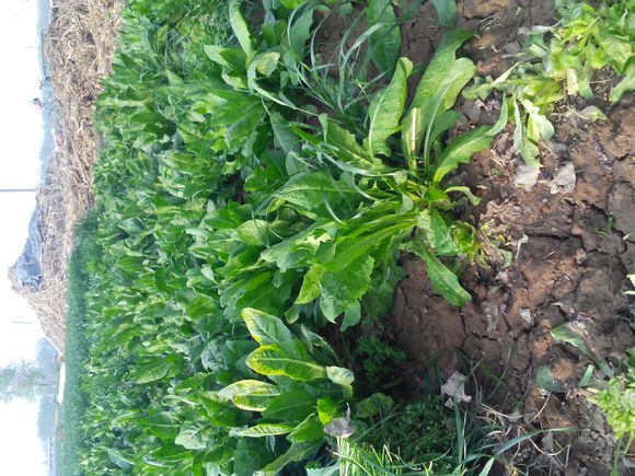 养羊人懂得这十个道理就会赚钱,养羊掌握5个要点想不赚钱都难