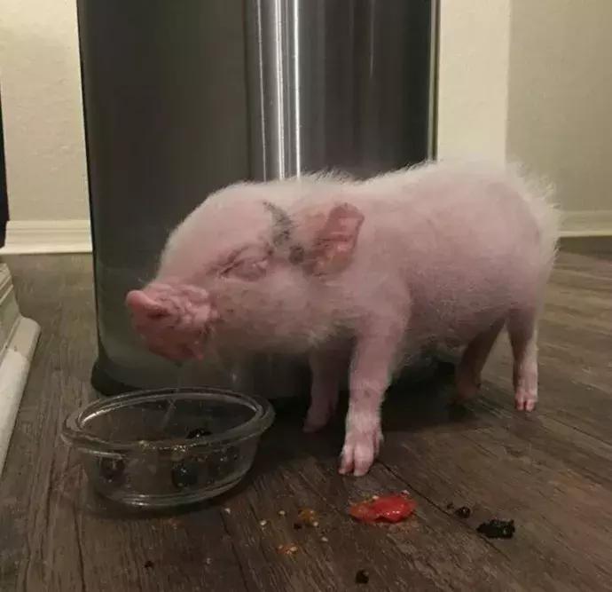 如果你们愿意这样去相爱，怎怕没结局？（我与木木的日常17）