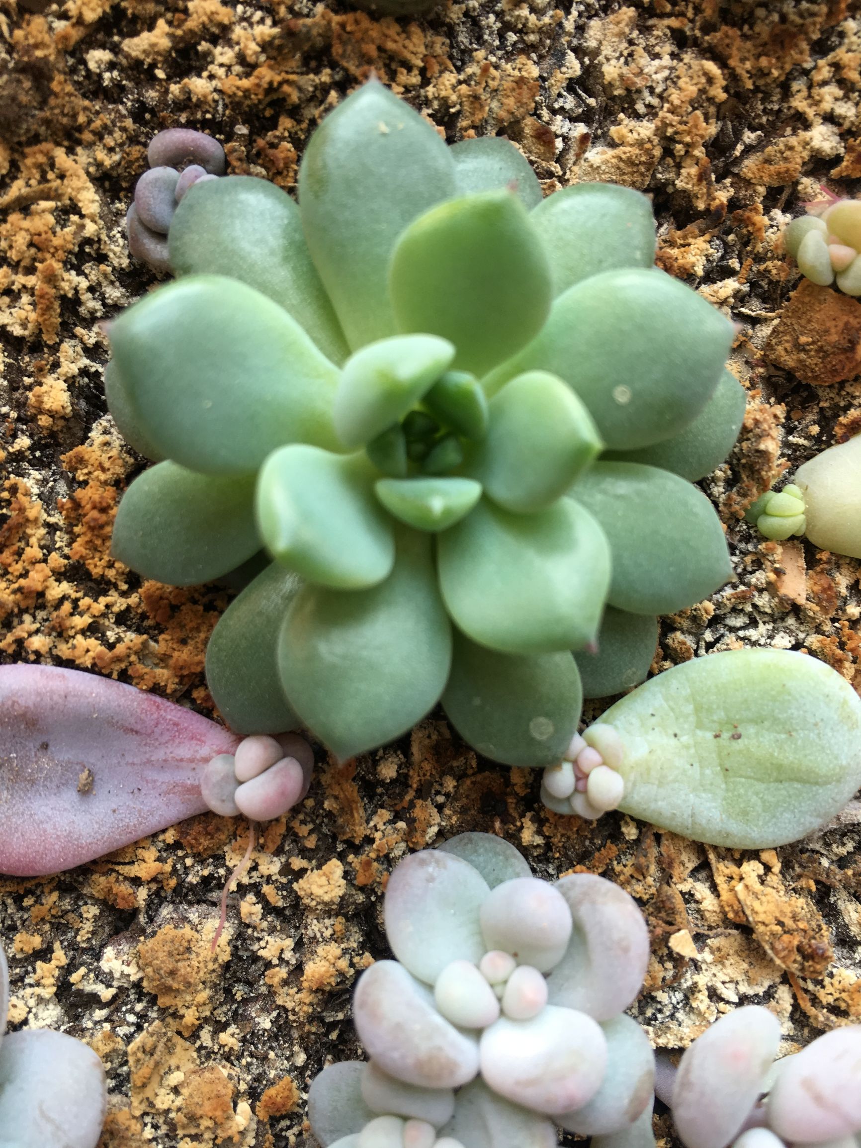 多肉植物麦秆叶插,多肉植物叶片分株