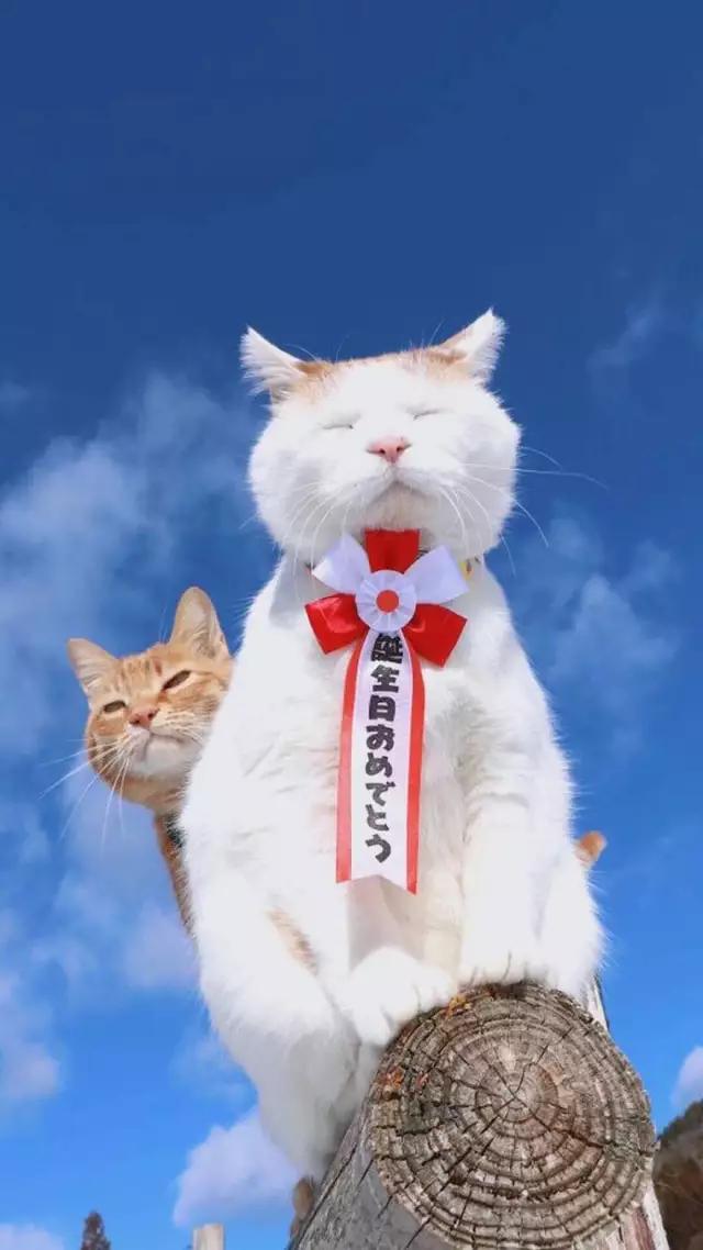 应某美眉的要求，今天来五本养成小说：青梅绕竹马，终身永相随