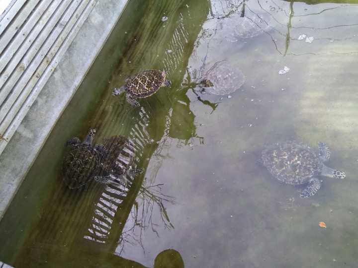 斐济这个国家怎么样,斐济免签哪些国家