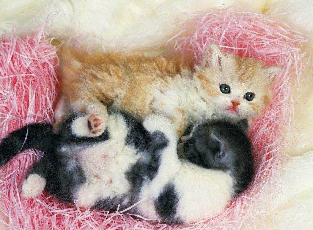 喵咪怀孕了咋一直叫,主子怀孕猫咪的反应