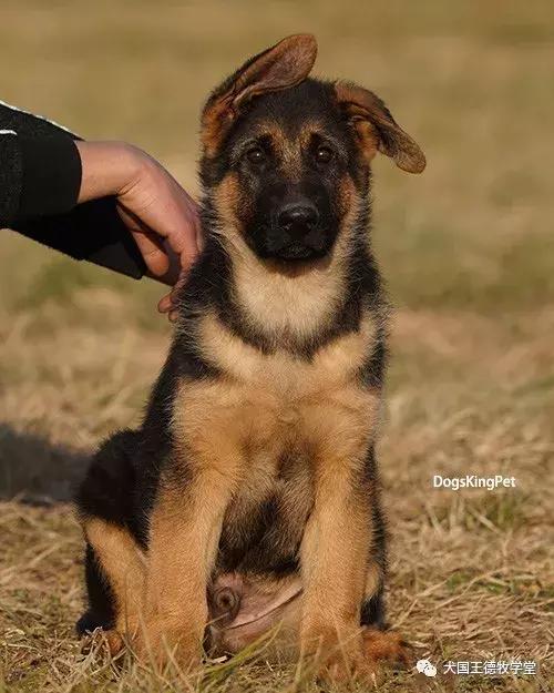 寰峰浗stg44绐佸嚮姝ユ灙,寰峰浗sg4椹厠