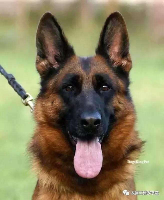 寰峰浗stg44绐佸嚮姝ユ灙,寰峰浗sg4椹厠