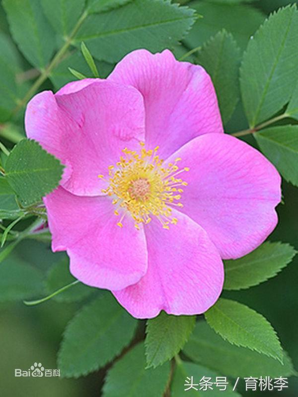 蔷薇玫瑰月季一年开几次花,怎么区分月季蔷薇和玫瑰