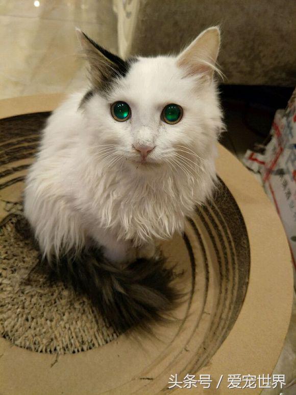 猫的命有多硬,猫的命多长