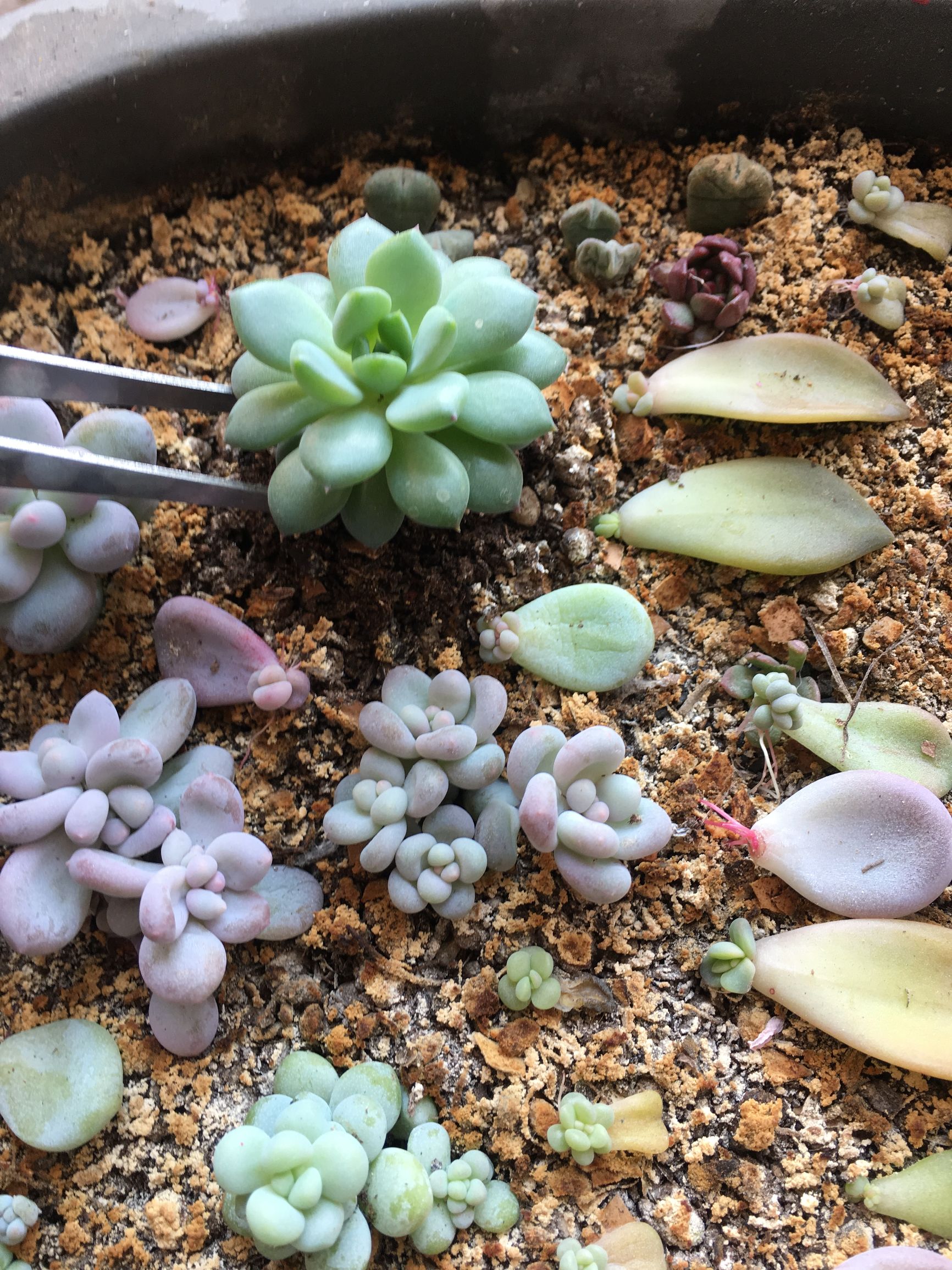 多肉植物麦秆叶插,多肉植物叶片分株