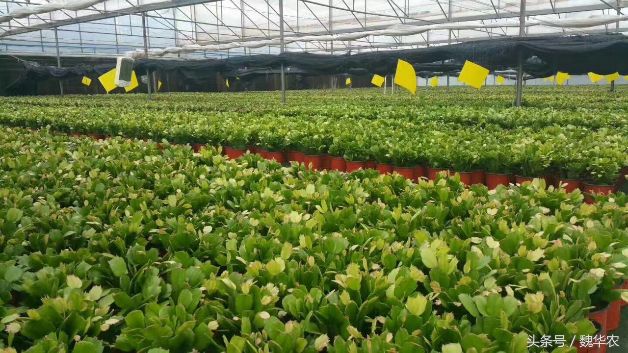 仙人掌嫁接蟹爪兰怎么知道活了,仙人掌嫁接仙人指枝条不够咋办