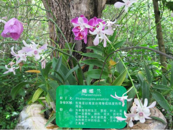 三亚吃喝玩乐亲身攻略