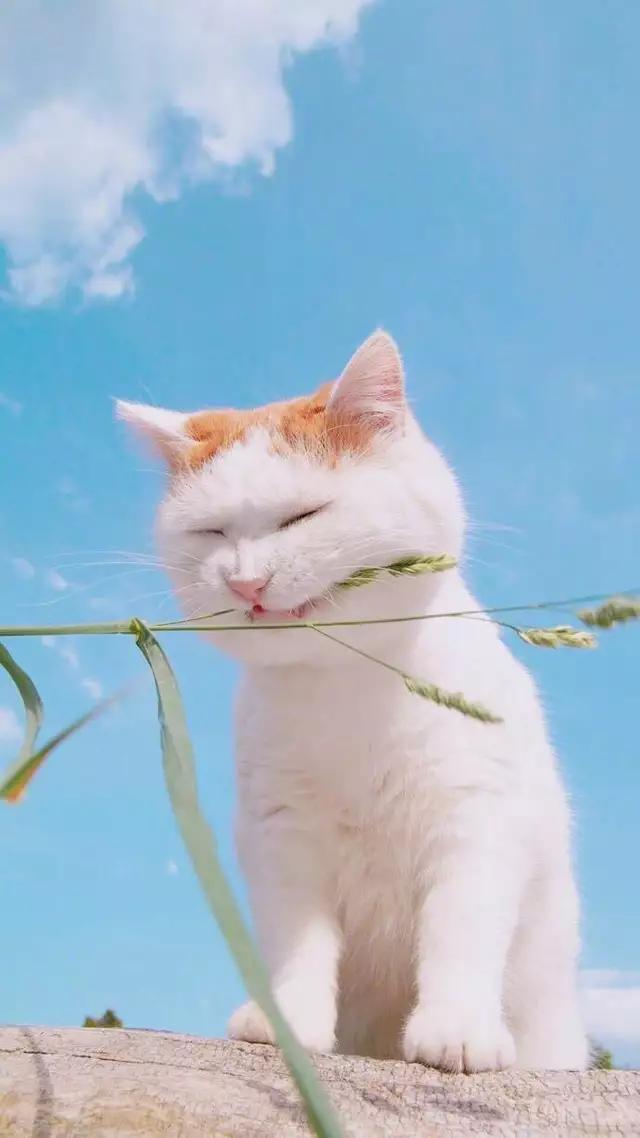 应某美眉的要求，今天来五本养成小说：青梅绕竹马，终身永相随