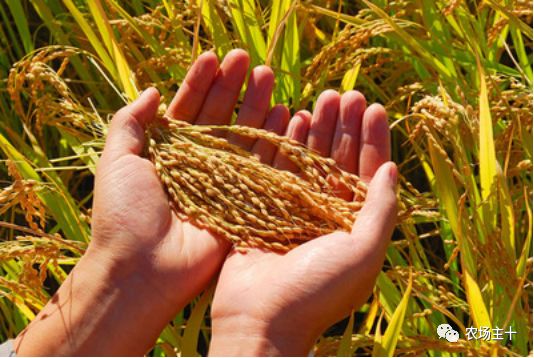 我们的农场这么多好产品，你却千里迢迢去买假货？！