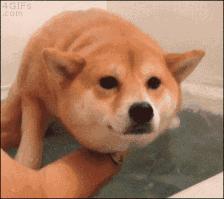 狗年来了，送你50个关于狗的歇后语，笑的肚子疼！祝你狗年开心！