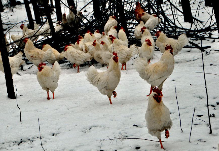鸡霉菌性肠炎,鸡肠炎的防治方法