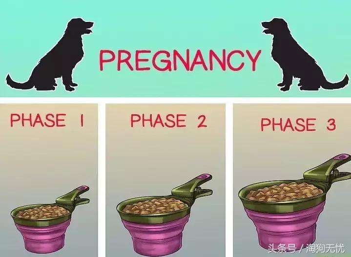 狗狗怀孕了你都不知道？先来学习狗狗怀孕知识吧！
