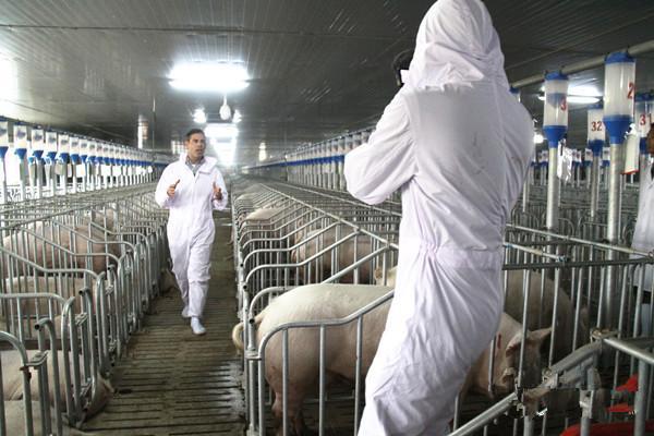 仔猪黄白痢偏方秘方,仔猪黄白痢的最佳治疗方法