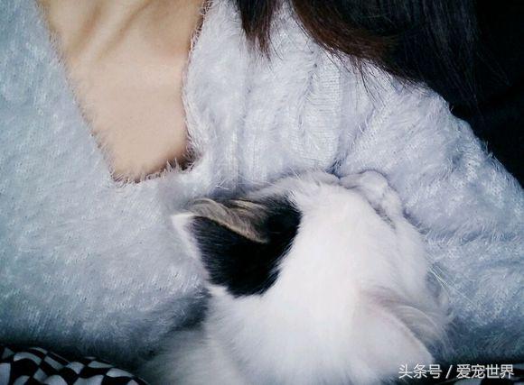 猫的命有多硬,猫的命多长