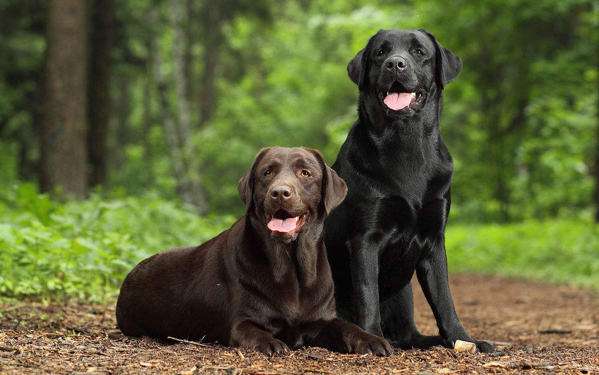 导致狗狗毛发粗糙的几大原因,狗狗毛发枯燥