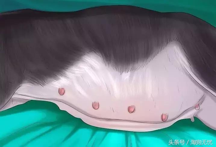 狗狗怀孕了你都不知道？先来学习狗狗怀孕知识吧！