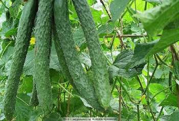 青瓜敷脸能去皱纹吗,用青瓜敷脸有什么好处和坏处