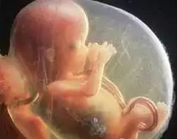 月安馨小课堂“羊水”为什么叫羊水呢？