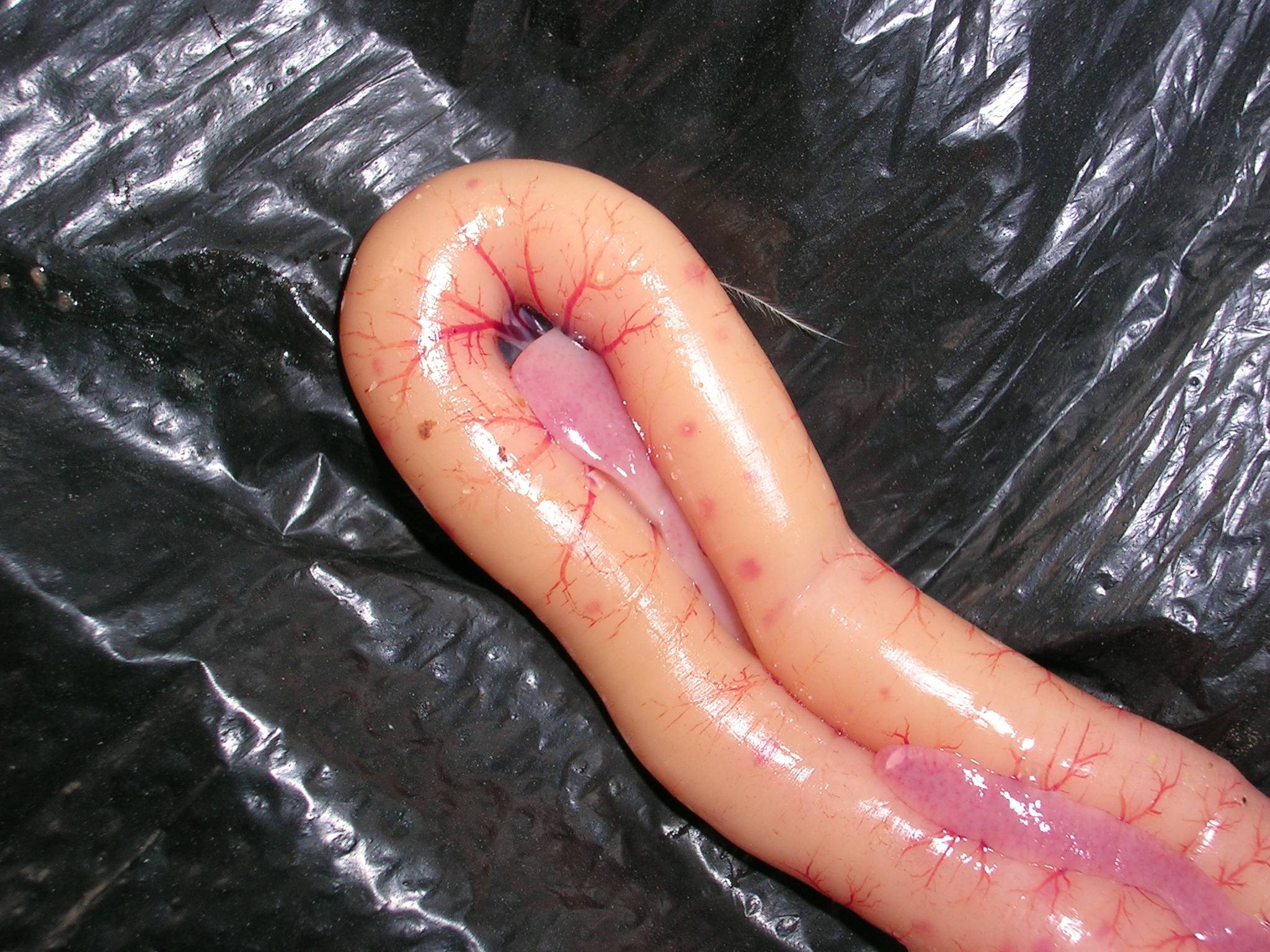 鸡霉菌性肠炎,鸡肠炎的防治方法