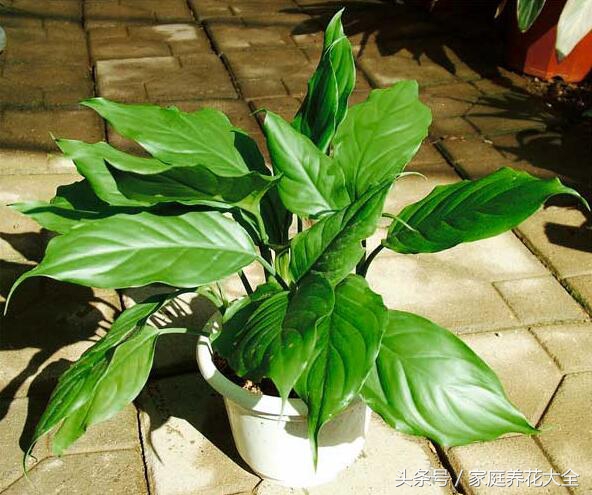 万年青萎蔫变软,万年青叶色发黄原因及解决方法
