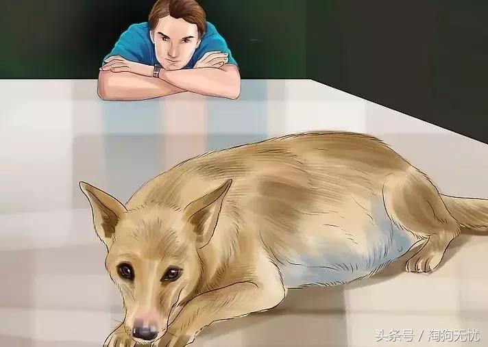 狗狗怀孕了你都不知道？先来学习狗狗怀孕知识吧！