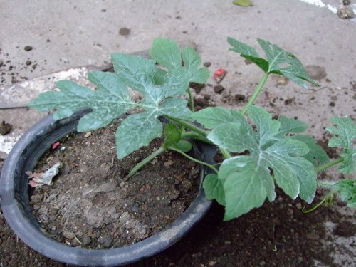 杈藉畞鍑犳湀鎾瑗跨摐,鍗楁柟瑗跨摐鍑犳湀鎾