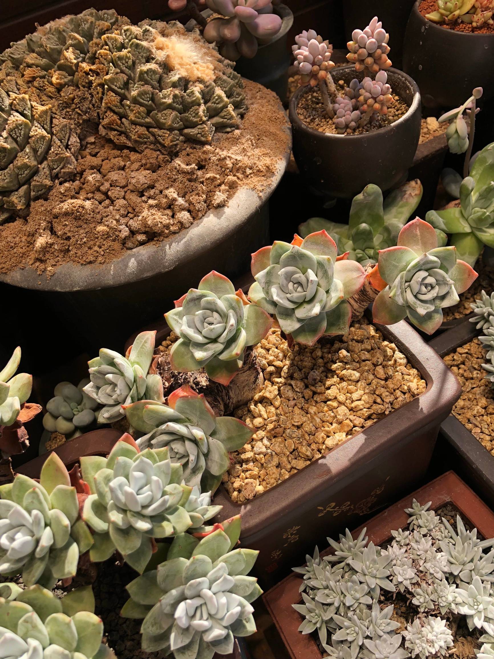 多肉植物仙女杯篇,多肉植物仙女杯