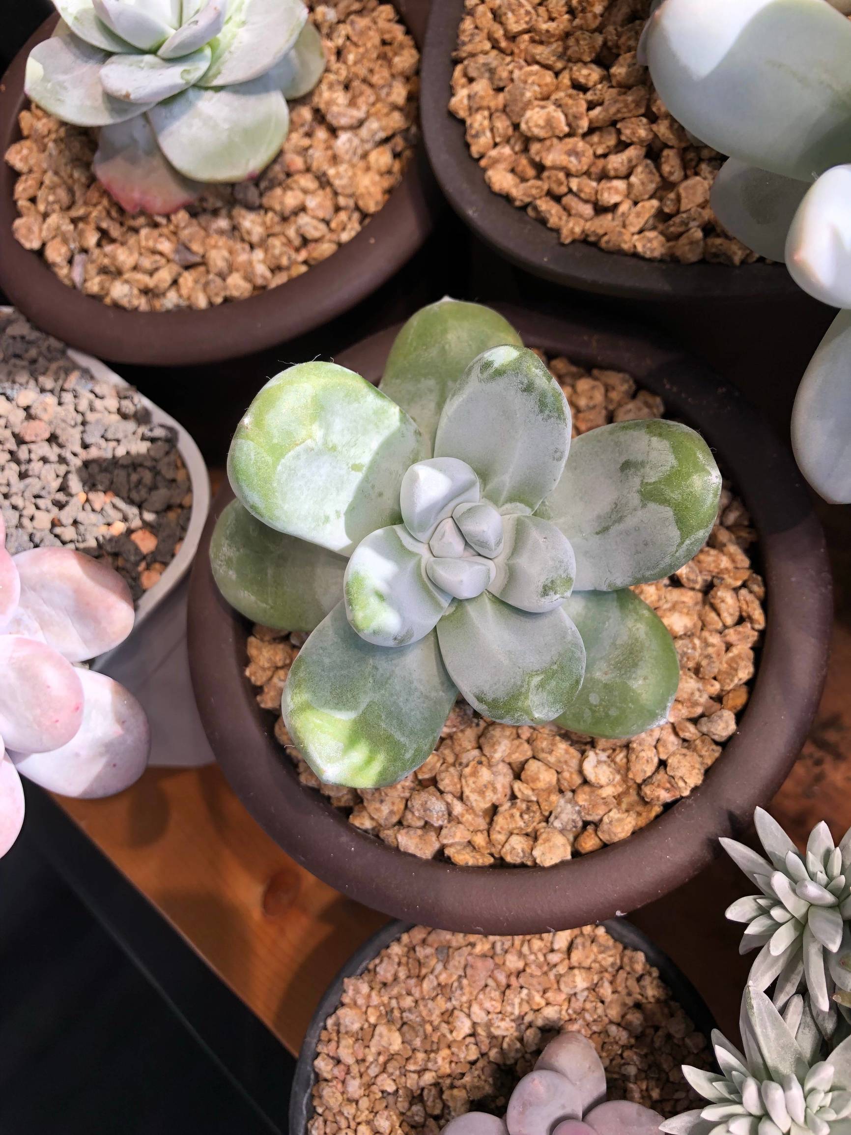 多肉植物仙女杯篇,多肉植物仙女杯